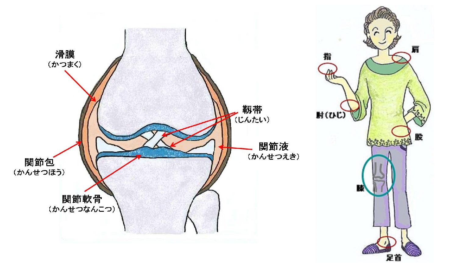 膝関節の機能と解剖