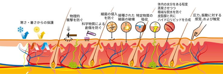 皮膚についての基礎知識 - B. Braun
