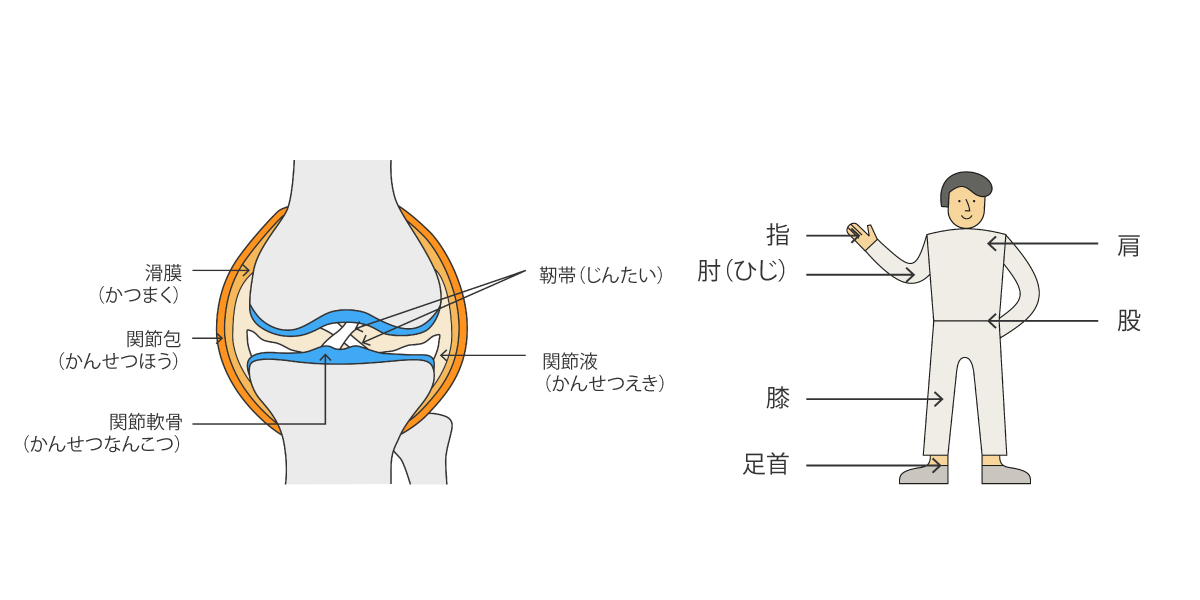 関節の構造と機能 膝関節の機能と解剖 - B. Braun